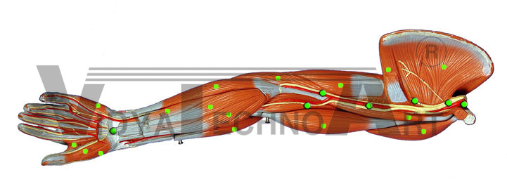 Medial View